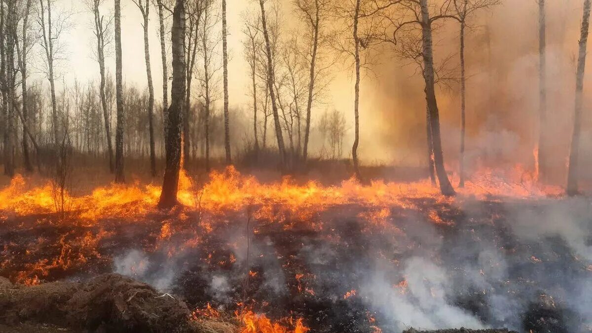 Лесной пожар фото В Иркутской области за последние сутки произошли два лесных пожара СибМедиа Дзен