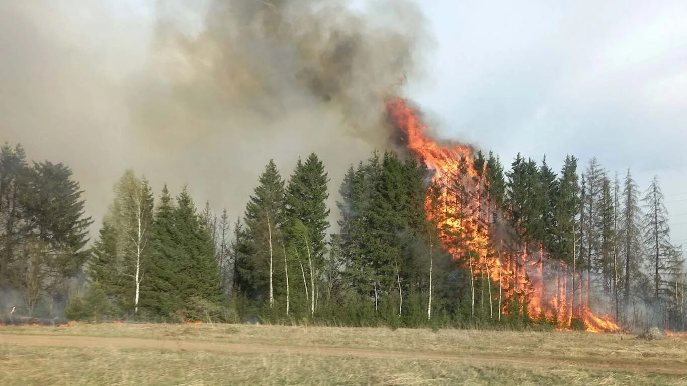 Лесной пожар фото Поездка в лес может обернуться катастрофой