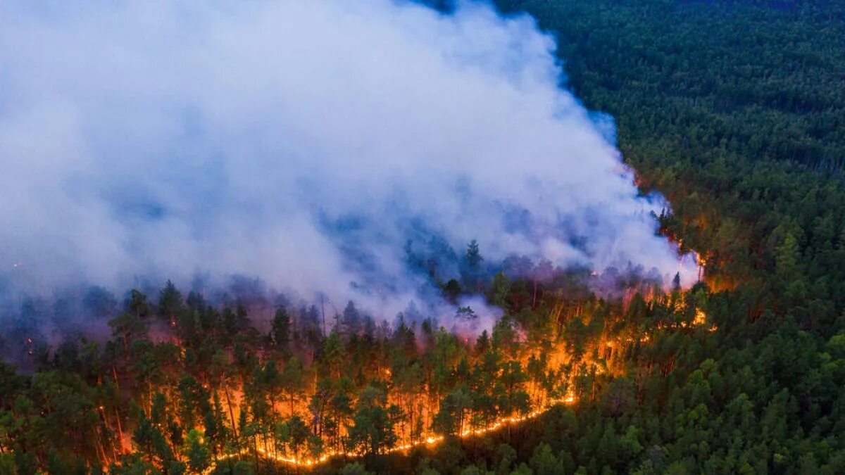 Лесной пожар фото в хорошем качестве Пожары в Сибири отразятся на экологии Казахстана, заявили специалисты