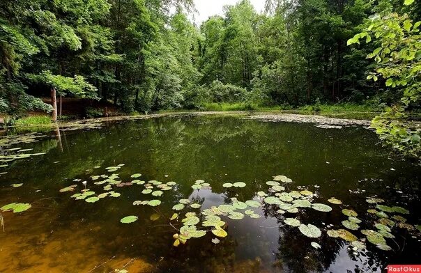 Лесной пруд фото СМУГЛЯНКА Как же здесь всё заросло. Раньше перед этим озерцом хоть лужайка была.