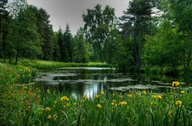 Лесной пруд фото Pin de ретрогалантерея em водоем