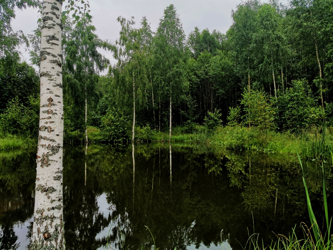 Лесной пруд фото Лесной пруд фото