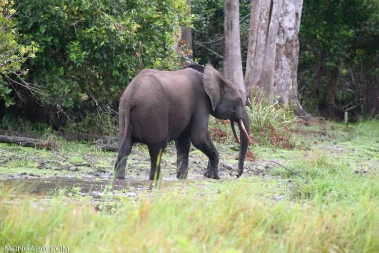 Лесной слон фото Loss of forest elephant may make Earth 'less inhabitable for humans' Congo rainf