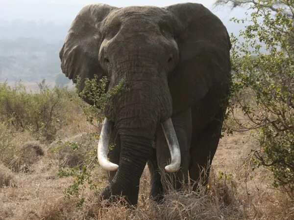 Лесной слон фото Verwante prent Elephant facts, Bull elephant, Save the elephants