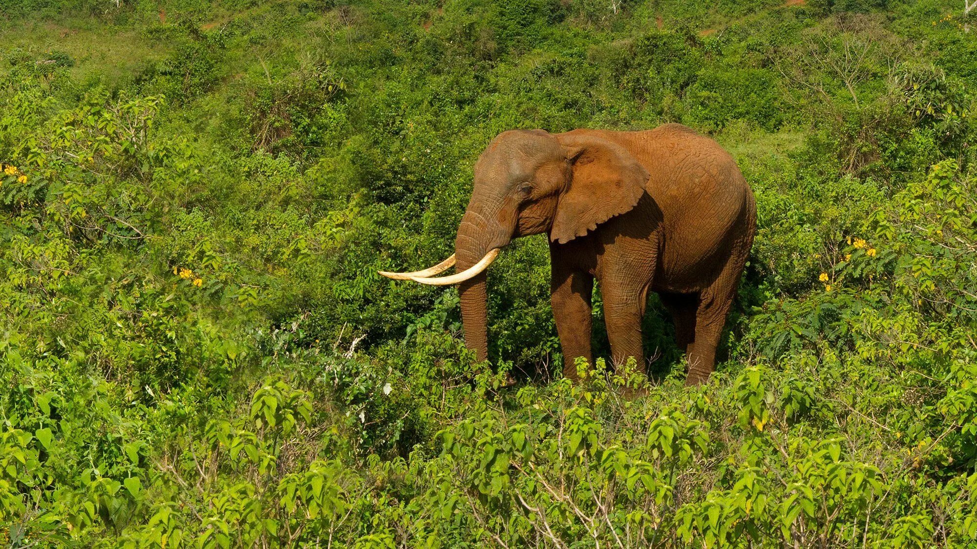 Лесной слон фото ZSL is working to protect forest elephants in the Congo Basin in the face of a m