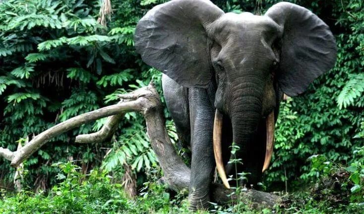 Лесной слон фото Pin by Suzanne Karikomi on Forest Elephants Endangered animals, Elephant, Elepha