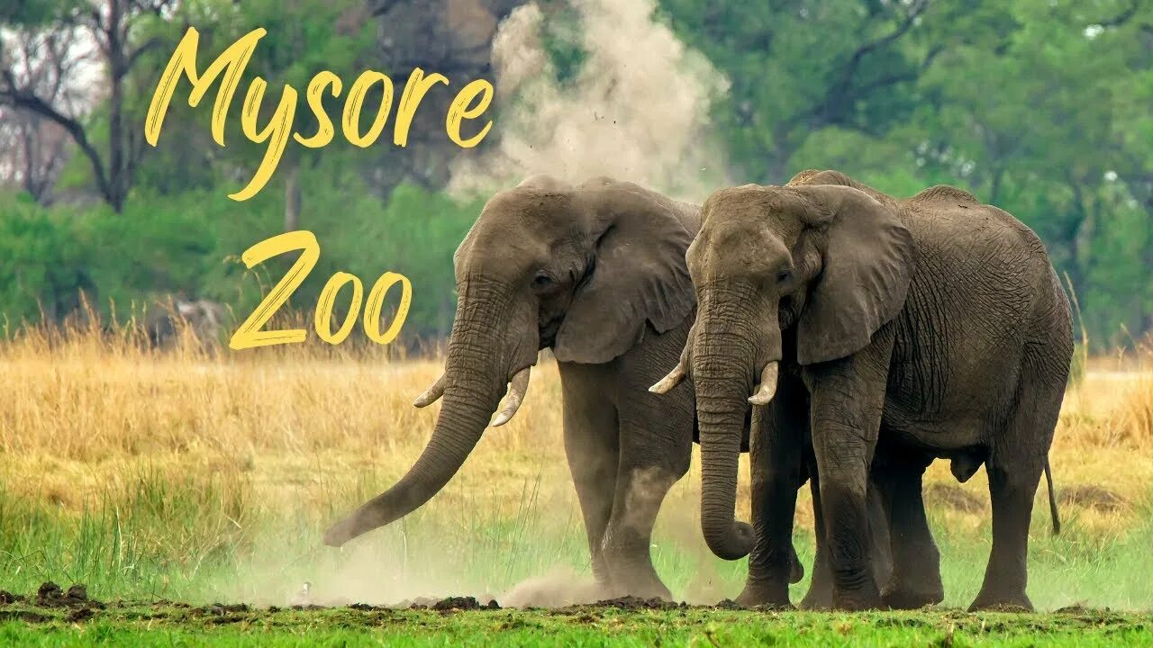 Лесной слон фото Mysore Zoo ll Mysore one Day Trip ll Karnataka Tourism #mysore #karnatakatourism