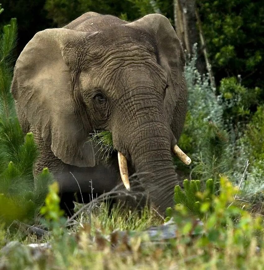 Лесной слон фото Lêer:Knysna Elephant - Hylton Herd SANParks smaller.jpg - Wikipedia