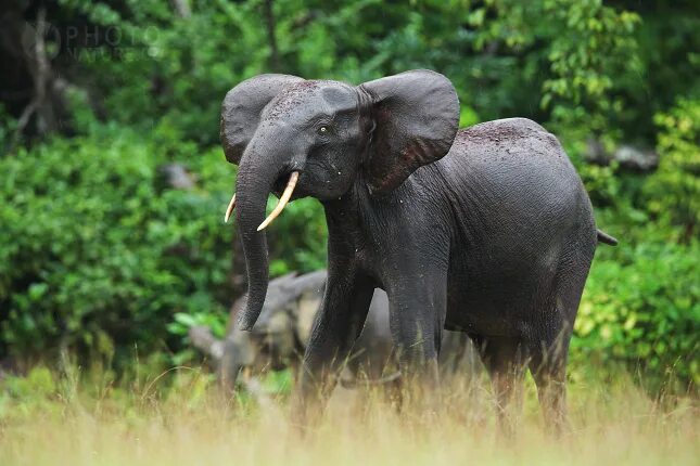 Лесной слон фото Slon pralesní, národní park Loango, Gabon Příroda Články PhotoNature.cz