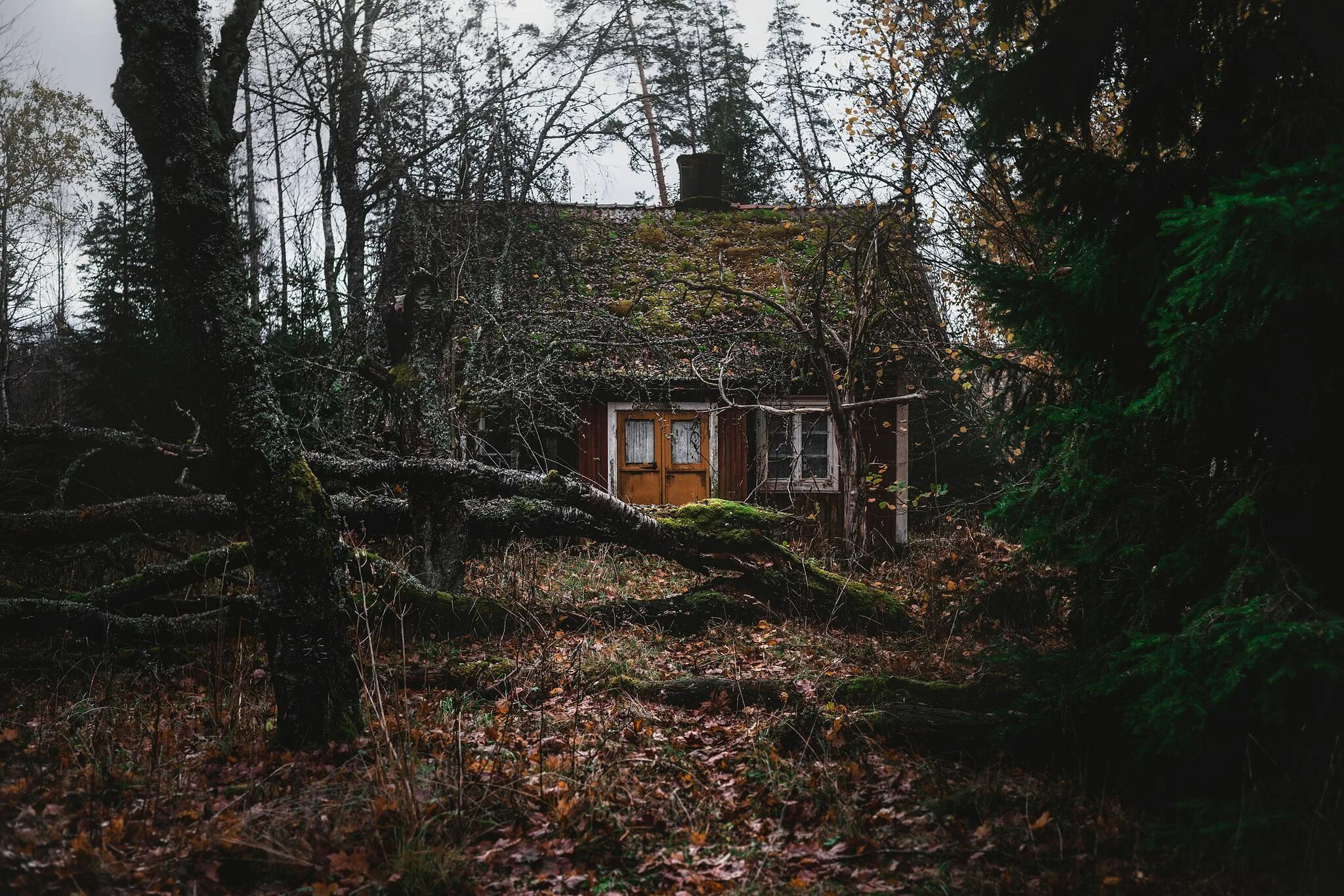 Лесной старые фото House with eyes Forest house, House, Cottage in the woods