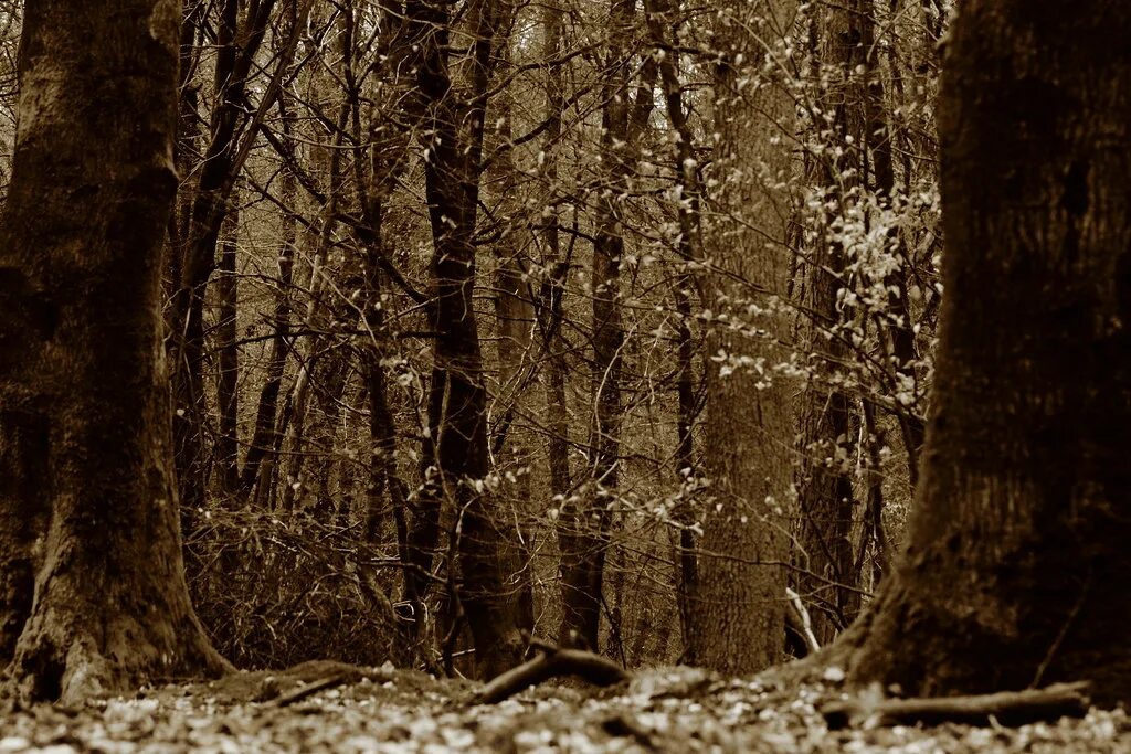Лесной старые фото Forest love - Sepia Hoog Buurlo René Vetter Flickr