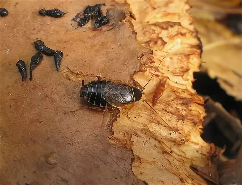 Лесной таракан фото Лесной таракан, лакомится свинушкой.. Фото на сайте "Грибы: информация и фотогра