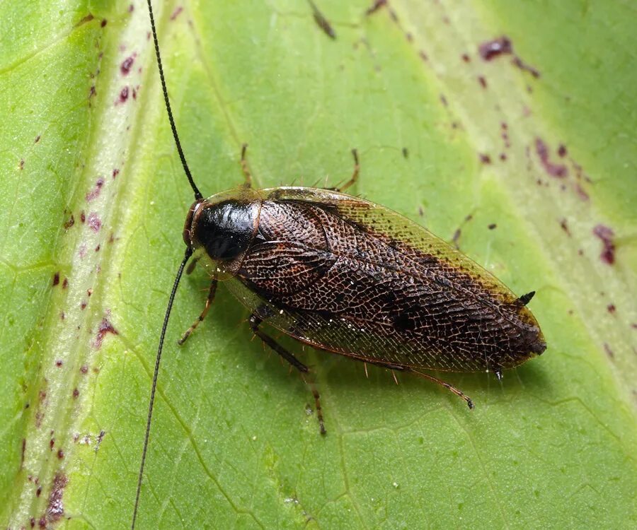 Лесной таракан фото NATURE. Фото - Arthropoda: Insecta: Blattodea: Ectobiidae: Ectobius lapponicus