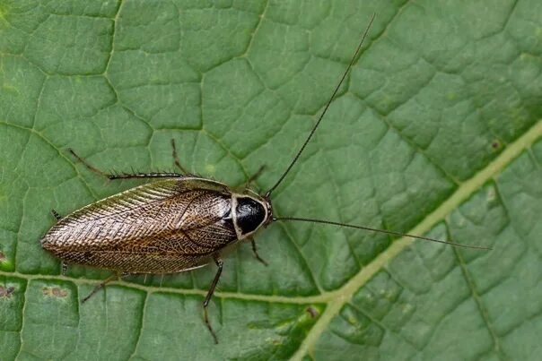 Лесной таракан фото Cockroaches are not only red-haired pests living in apartments. In the forests o