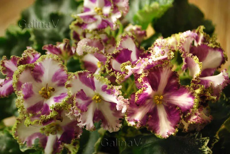 Лесной царь фиалка химера фото Форум Клуба "Фиалки. Новая Волна", Санкт-Петербург * Просмотр темы - Лесной Царь
