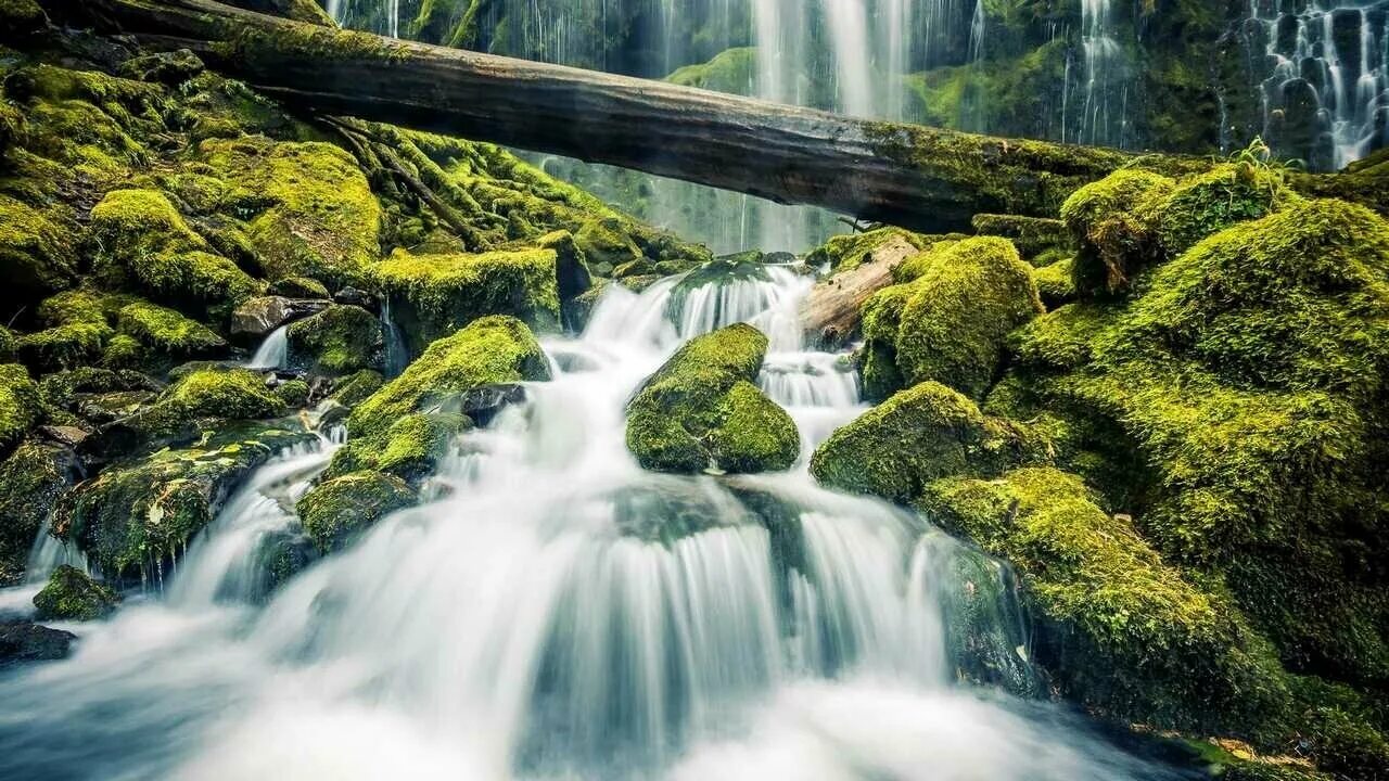Лесной водопад фото Декоративные стены с водопадом и мхами - купить по низкой цене на Яндекс Маркете