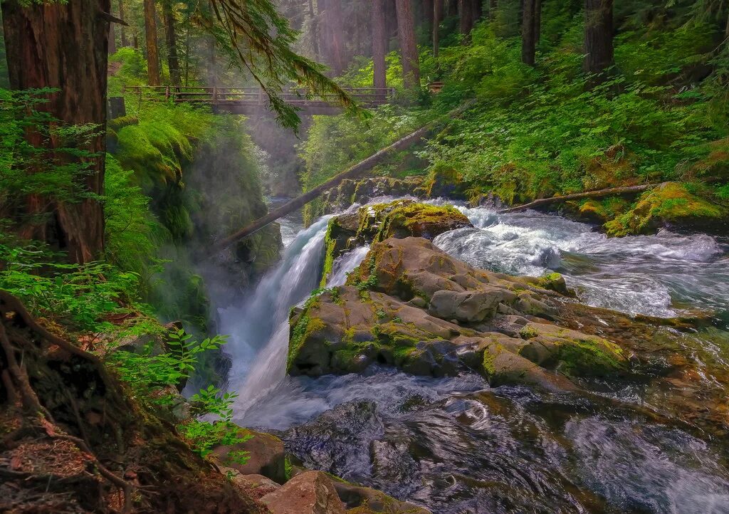 Лесной водопад фото Wallpaper : solducfalls, solducriver, olympicnationalpark, waterfall, falls, was
