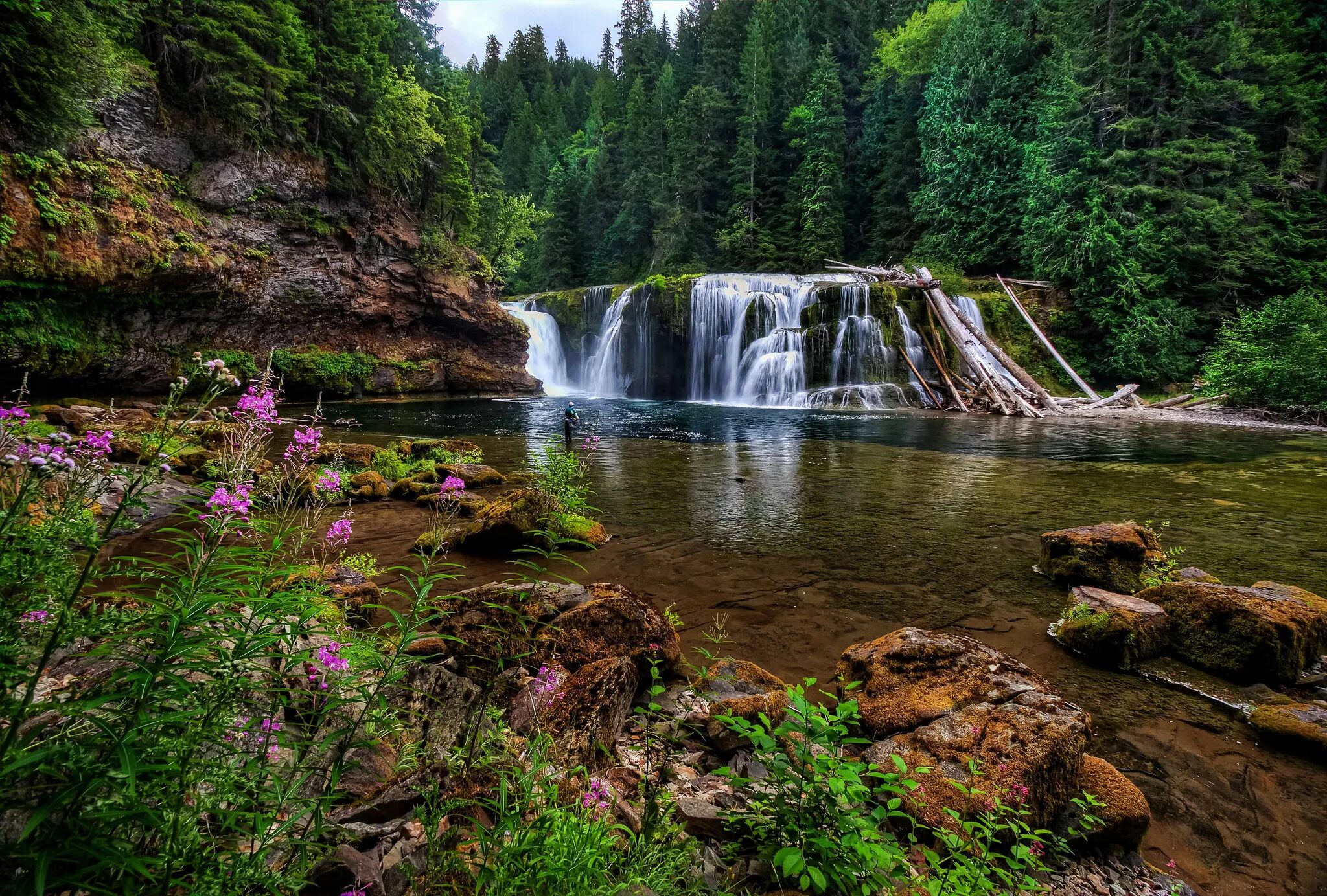 Лесной водопад фото Скачать обои лес, цветы, камни, водопад, Washington, штат Вашингтон, Lower Lewis