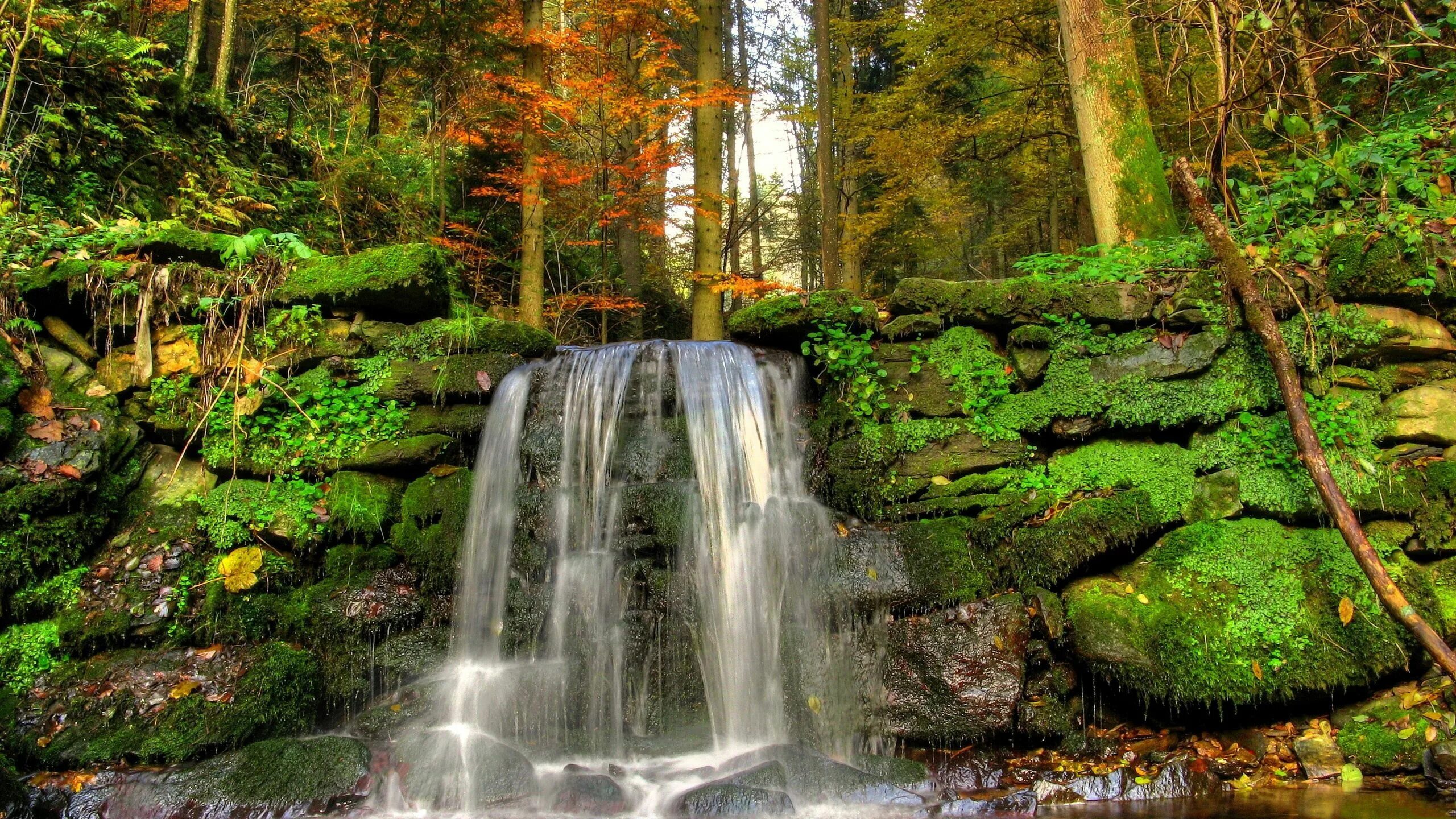 Лесной водопад фото Download wallpaper 2560x1440 falls, moss, stream, vegetation, stones hd backgrou