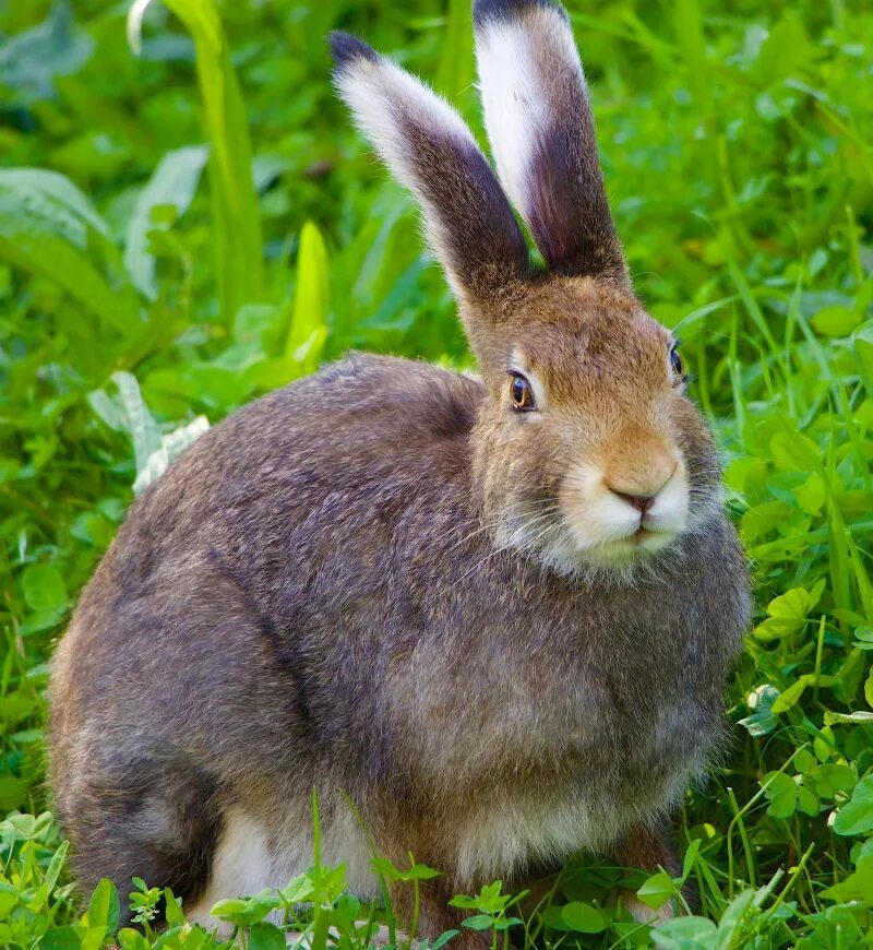 Лесной заяц фото Free Images : grass, wildlife, mammal, fauna, hare, whiskers, vertebrate, domest