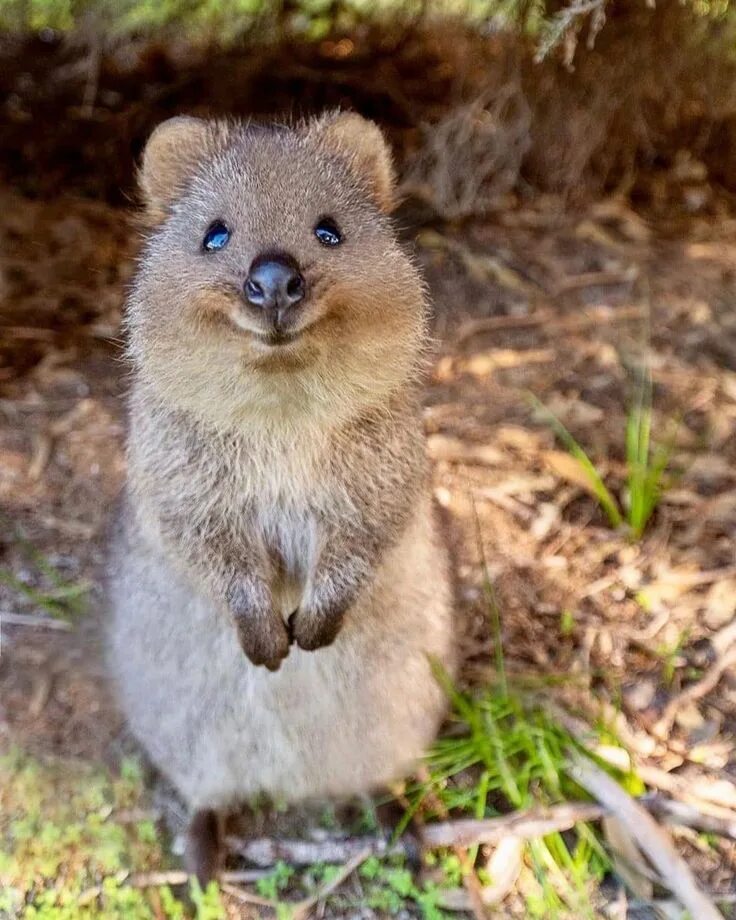Лесной зверь улыбается фото Exploring Australia on Instagram: "A good reason for a visit to Rottnest Island 