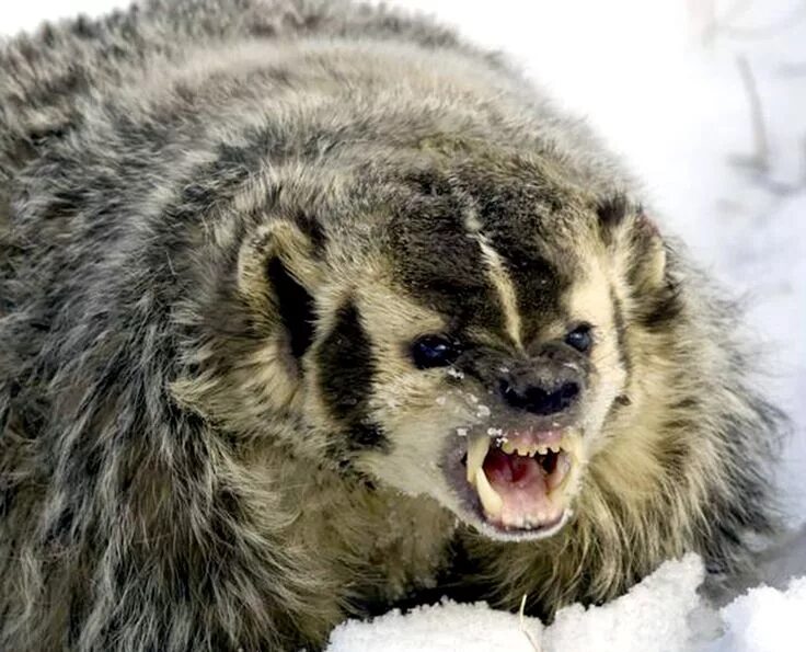 Лесной зверь улыбается фото Épinglé sur Badger