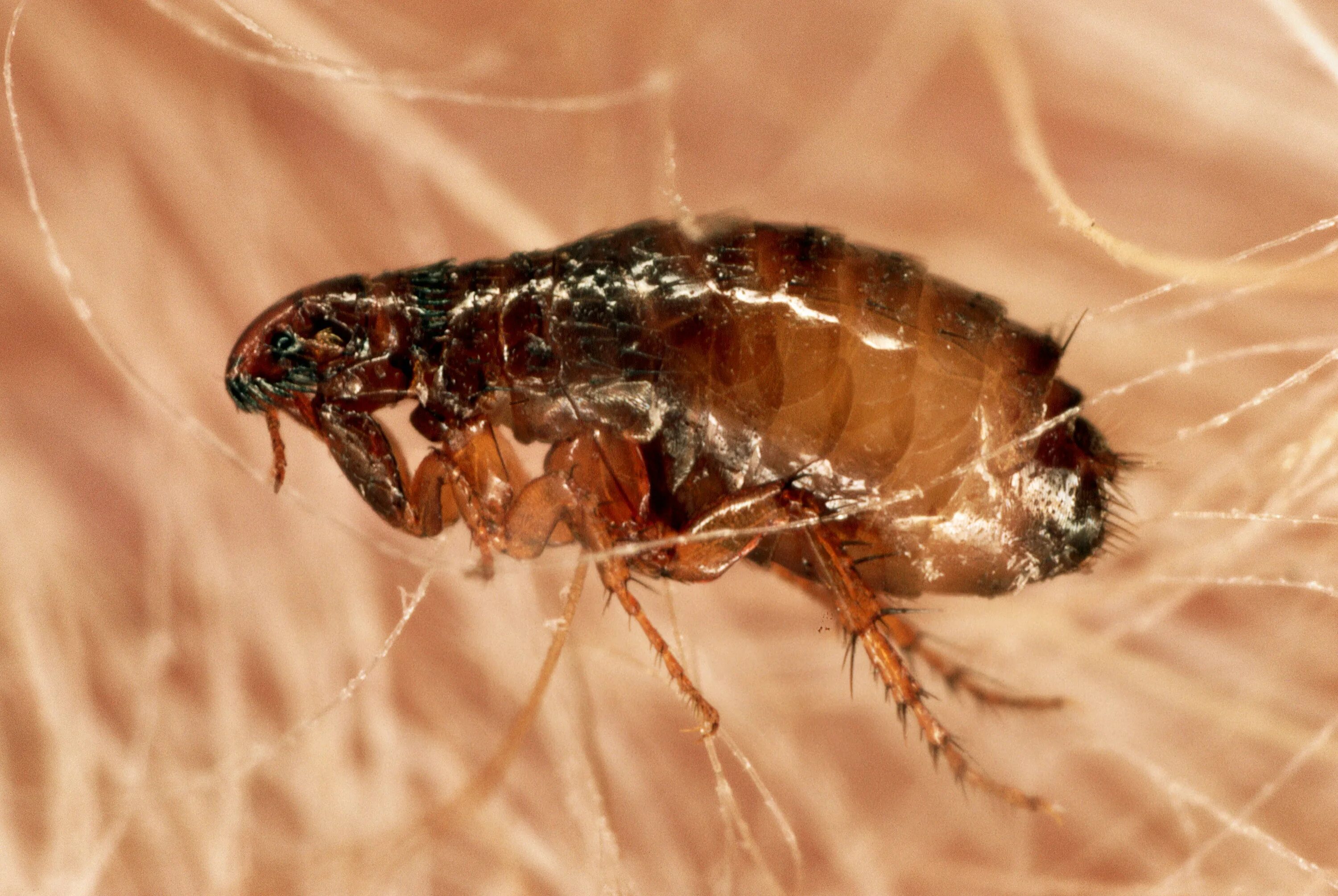 Лесные блохи фото Scientific American