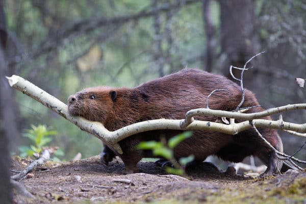 Лесные бобры фото Beavers Emerge as Agents of Arctic Destruction - The New York Times