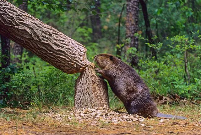 Лесные бобры фото American Beaver Beaver, Animals, Tree