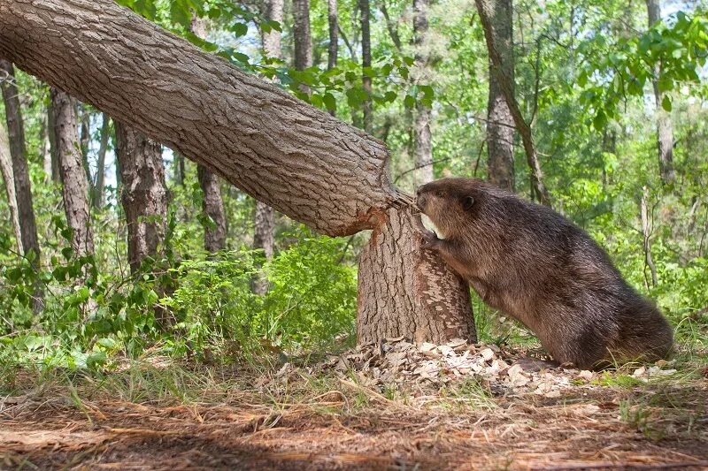 Лесные бобры фото Beavers - WildlifeNYC