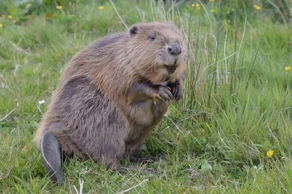 Лесные бобры фото Beavers Are Back in Cornwall Native american spirit animals, Beaver, Spirit anim