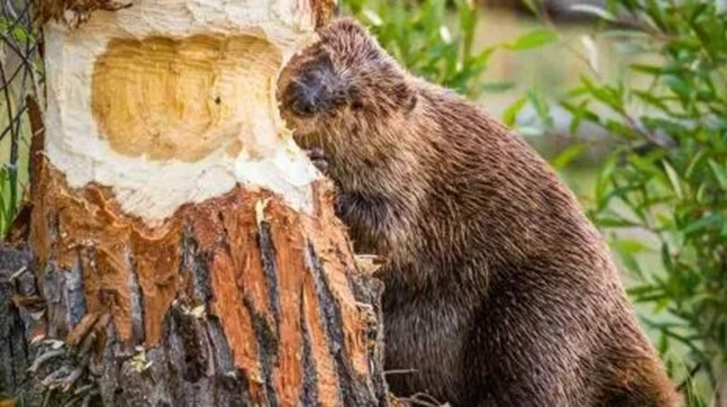 Лесные бобры фото Хитёр бобёр Водный архитектор и парфюмер Людмила Шешукова Дзен