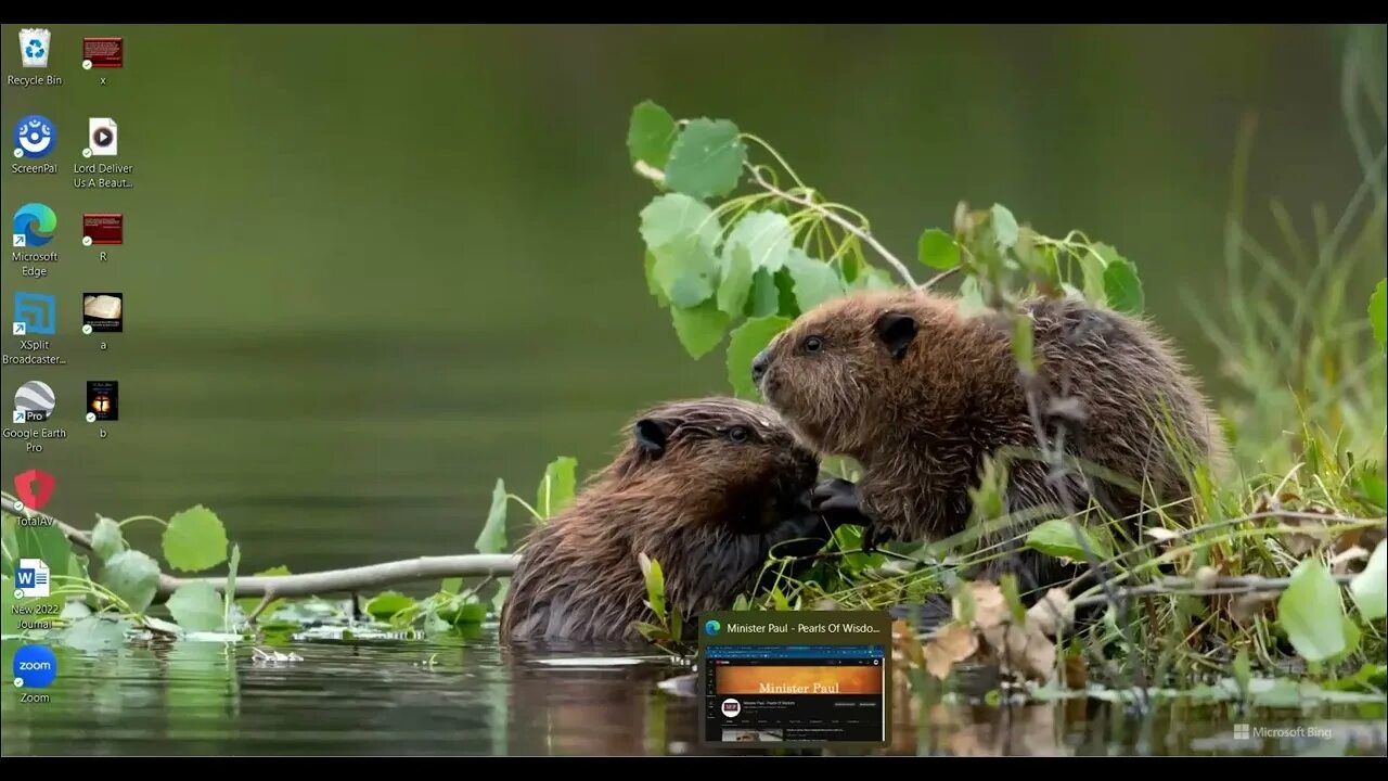 Лесные бобры фото Please Tune In LIVE Tomorow Apr 8 at 12pm PST Special Guest Gary Bear! - YouTube