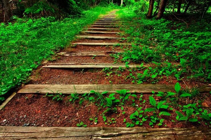 Лесные дорожки фото God uses people who stay on the narrow path. Sometimes the only people you are g