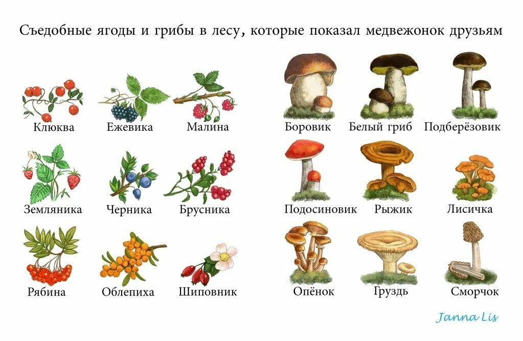 Лесные грибы фото с названиями Лексическая тема: ГРИБЫ. ЯГОДЫ