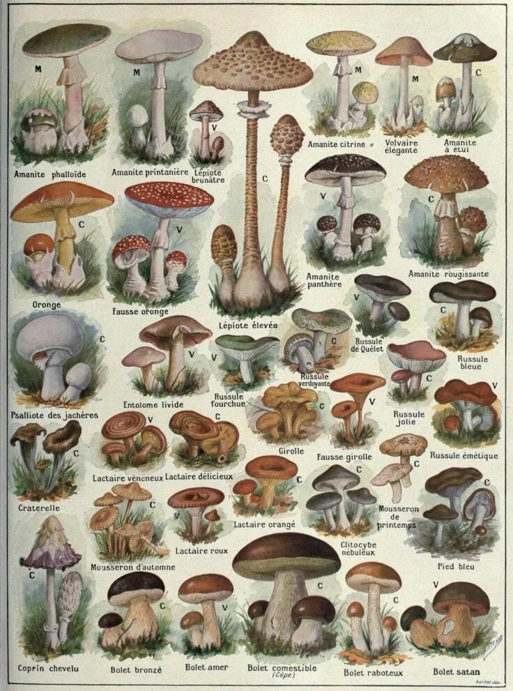 Лесные грибы фото с названиями Biomedical Ephemera, or: A Frog for Your Boils Mushroom art, Botanical drawings,