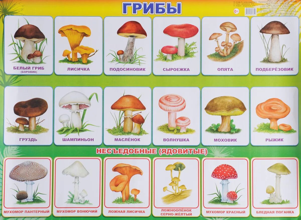 Лесные грибы фото с названиями Алфея Обучающий плакат Грибы - купить с доставкой по выгодным ценам в интернет-м