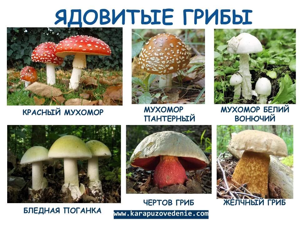 Лесные грибы фото с названиями Какие бывают грибы названия: найдено 90 изображений