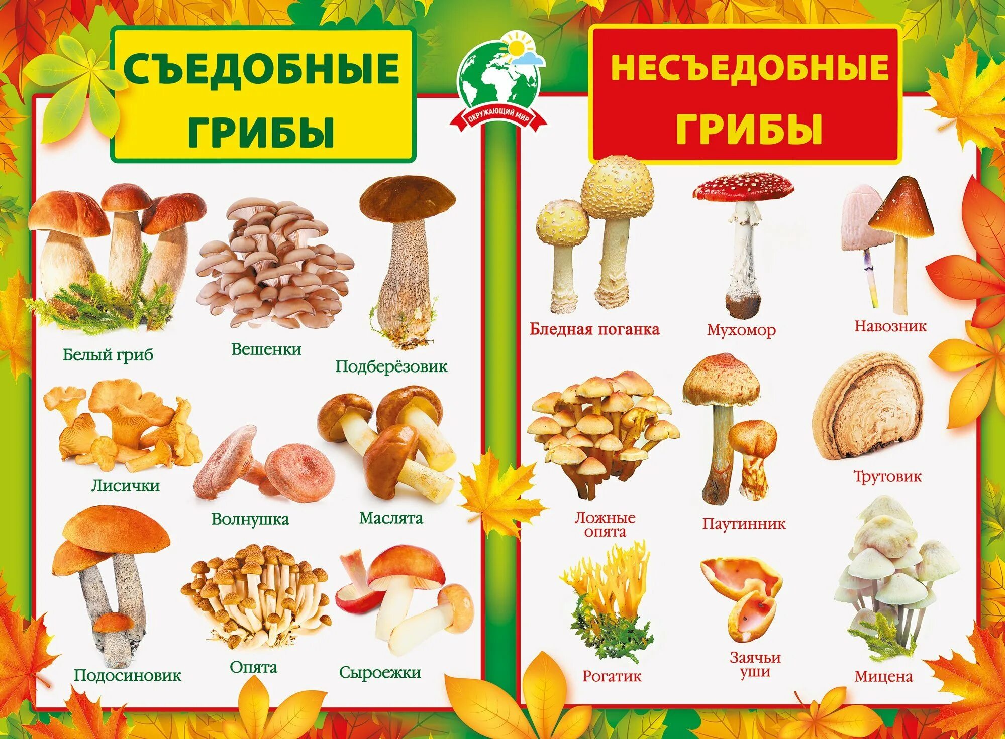 Лесные грибы фото с названиями Съедобные и несъедобные грибы рисунок - 64 фото