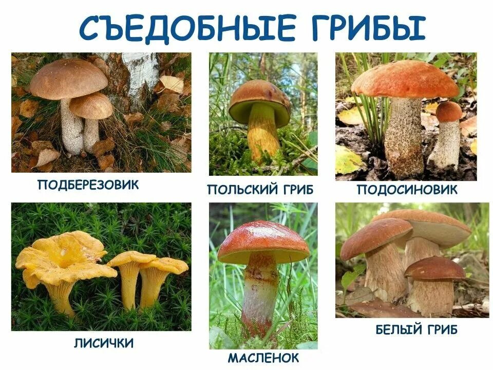 Лесные грибы фото с названиями Сколько нужно варить лесные грибы Жизненный наблюдатель Дзен
