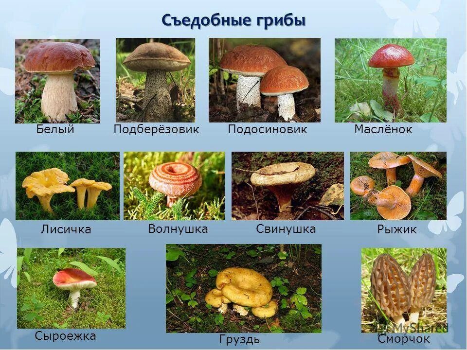 Лесные грибы фото с названиями Съедобные Грибы (Юрий Коробкин -Сопелкин) / Стихи.ру