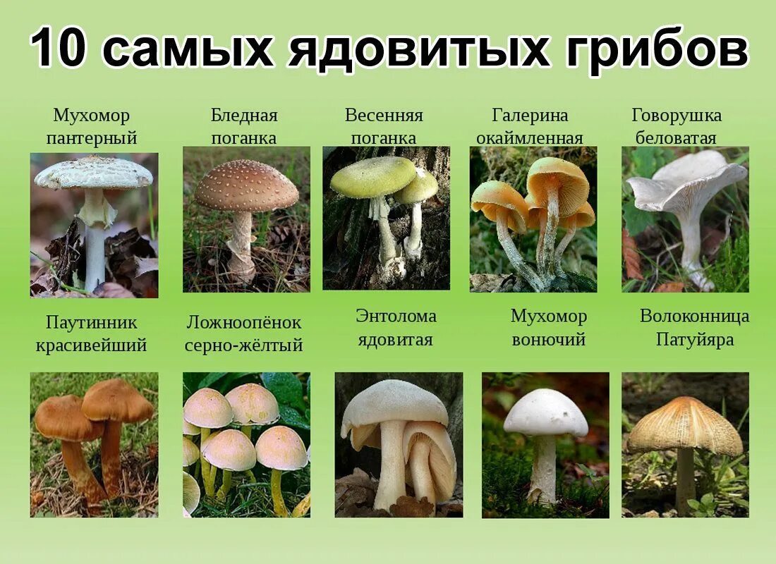 Лесные грибы фото с названиями Съедобные грибы и ядовитые грибы описания