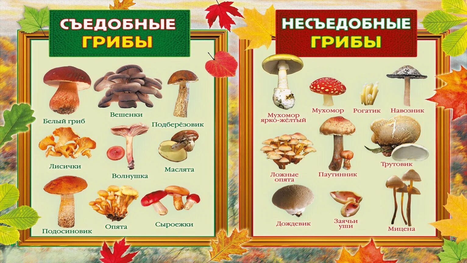 Лесные грибы фото с названиями Презентация к уроку по предмету "Человек и мир" во 2 классе по теме "Грибы, их р