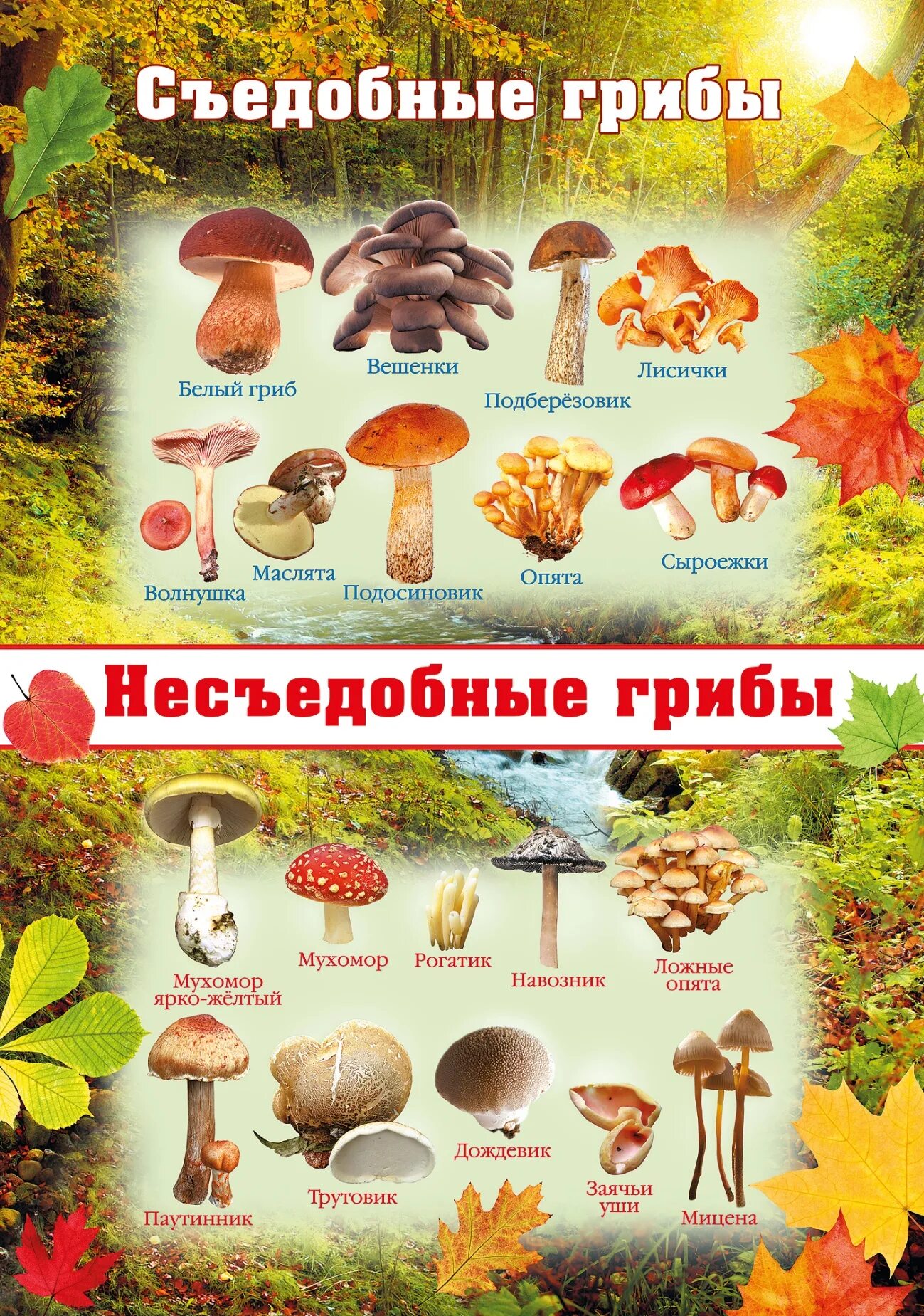 Лесные грибы фото с названиями Какие бывают съедобные грибы фото: найдено 76 изображений