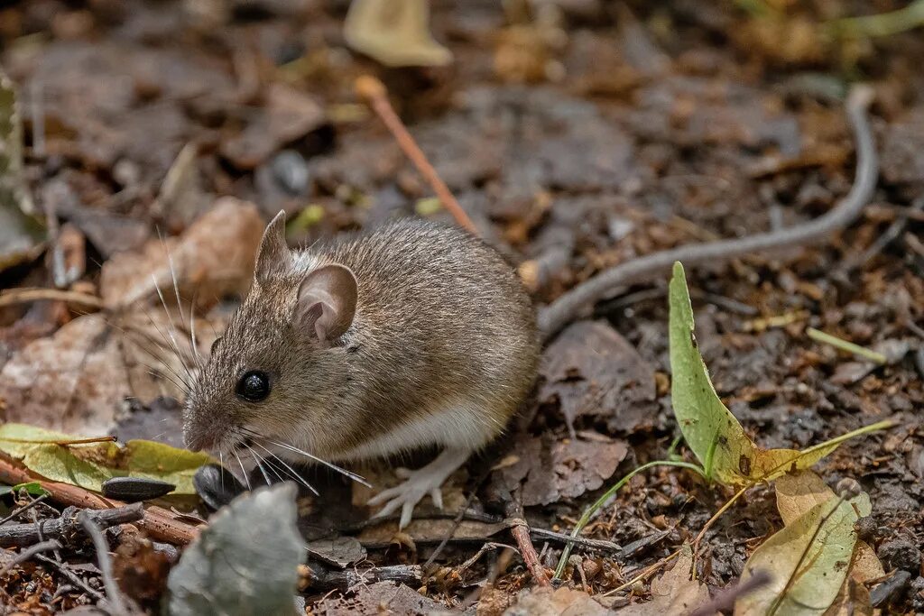 Лесные грызуны фото Малая лесная мышь, Apodemus uralensis, Ural field mouse Flickr