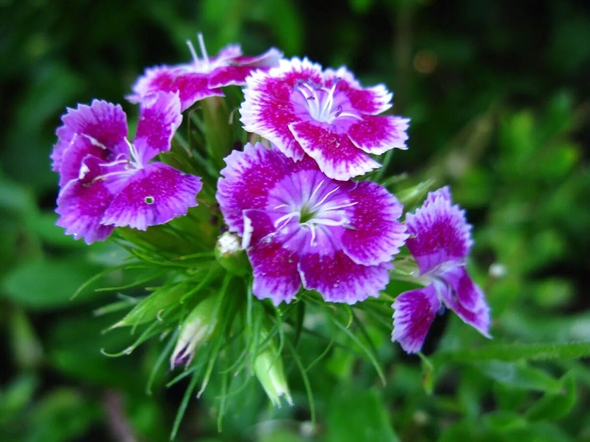 Лесные гвоздики фото beautiful Purple and white flowers, White flower pictures, Flowers