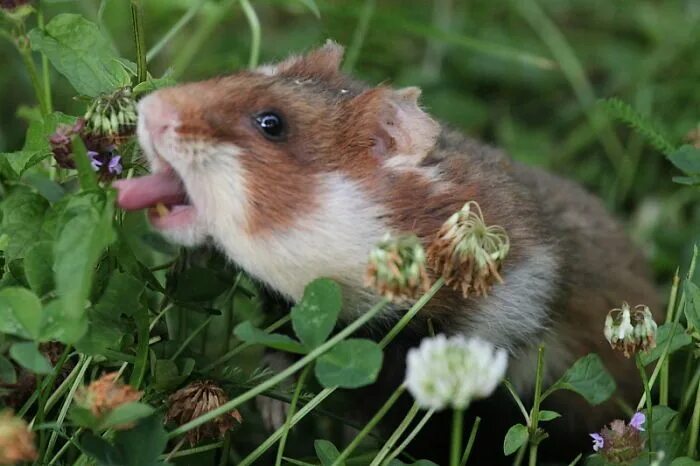 Лесные хомяки карбыши фото и описание Having A Bad Day? Here’s 48 Wild Hamsters