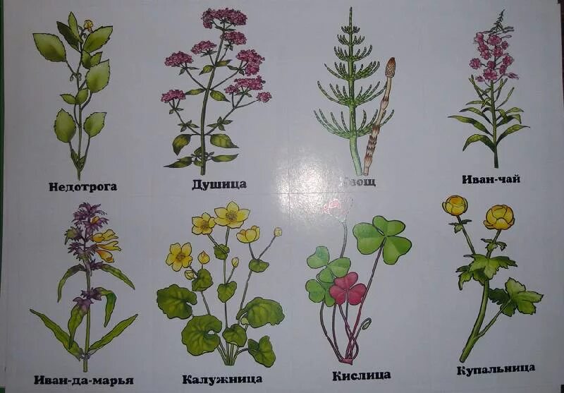 Лесные и полевые цветы фото и названия Травяные растения примеры: найдено 87 изображений