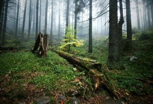 Лесные истории 101 д таширово фото лесные рассказы. Фотограф Piligrim