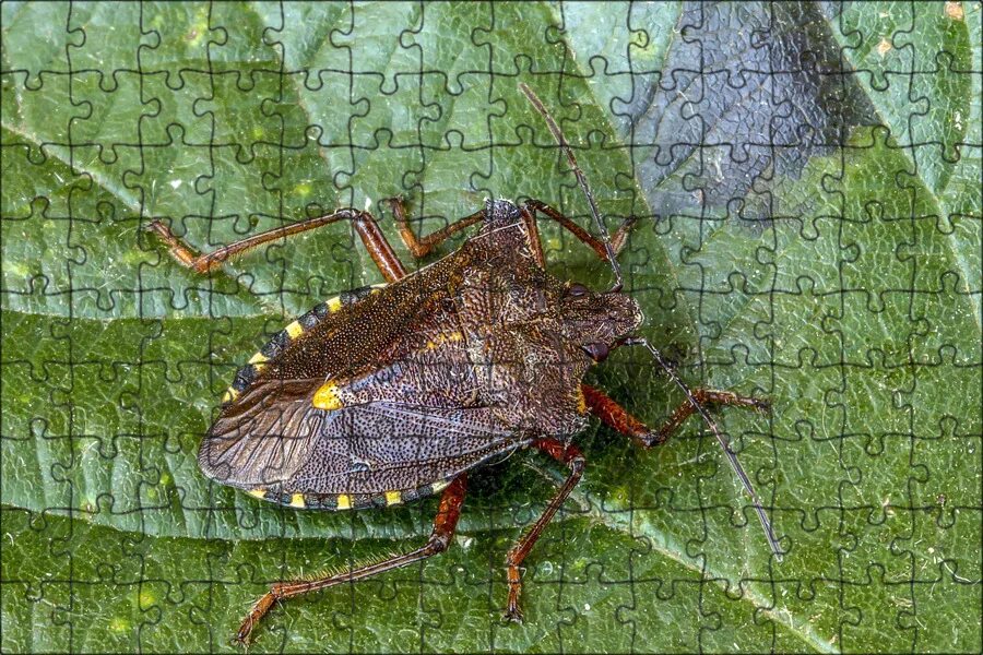 Лесные клопы фото и описание Магнитный пазл 27x18см."Щит жук, лесной клоп, жук" на холодильник - купить с дос
